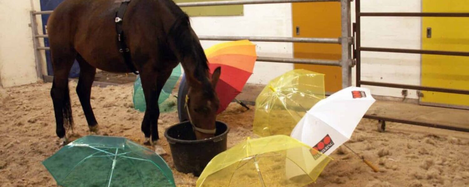Food can be used as positive reinforcement to a horse's proximity to a foreign object
