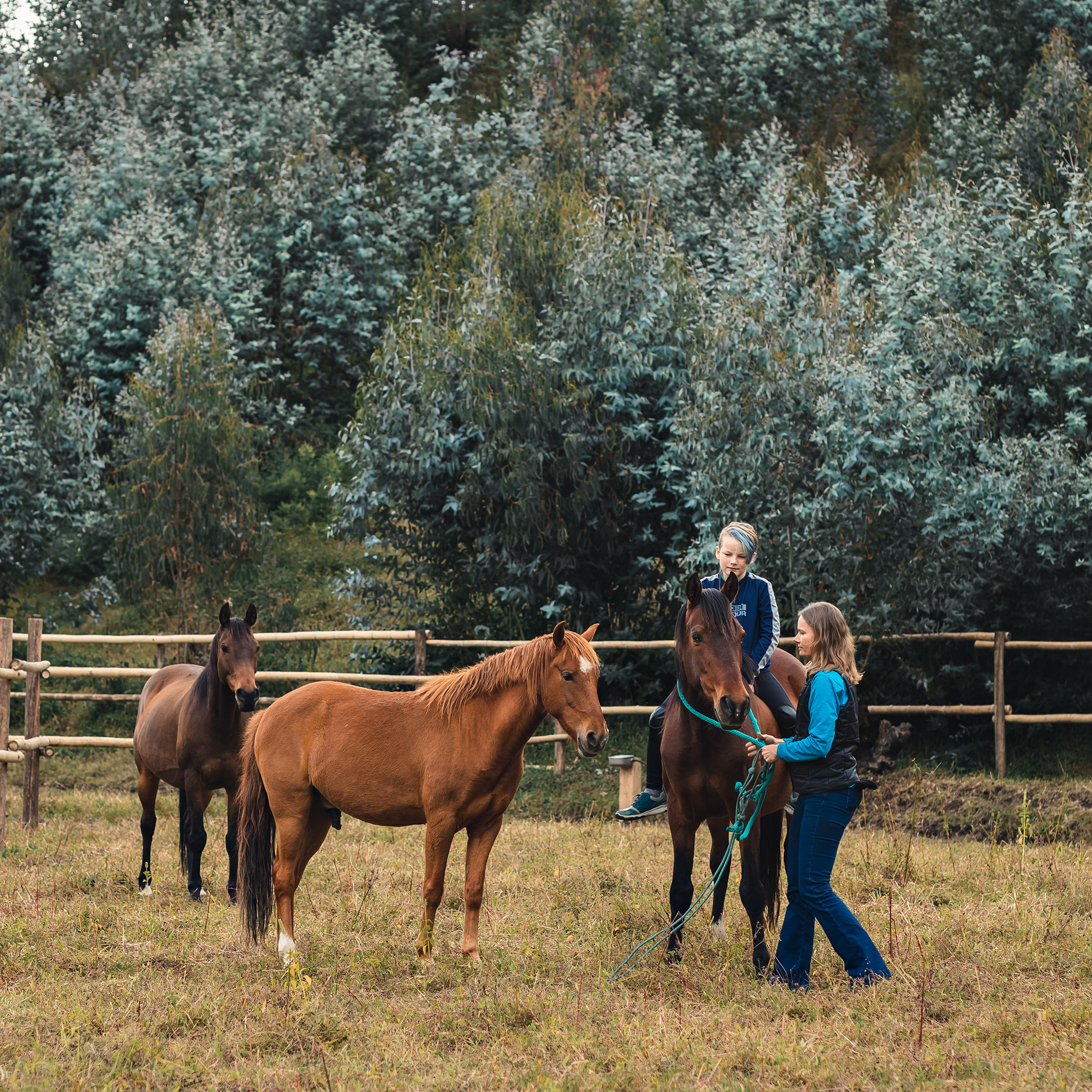 2 simple activities that will change the relationship with your horses forever